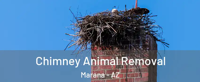  Chimney Animal Removal Marana - AZ