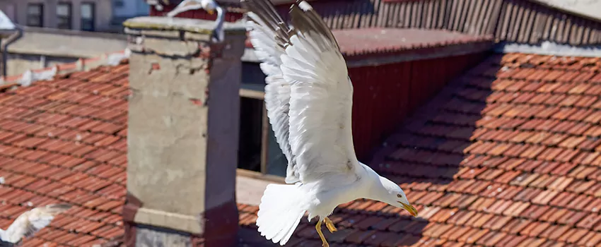Residential Chimney Animal Removal Solution in Marana, AZ