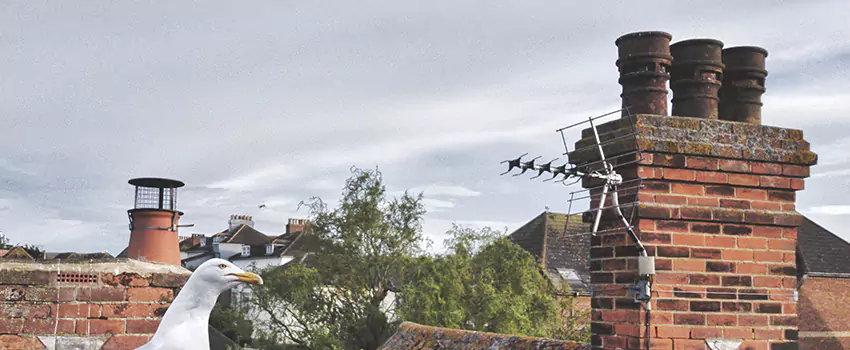 Chimney Cleaning And Restoration in Marana, Arizona
